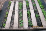planted pallet