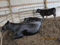 Three black angus cows tied to a fence inside a barn.