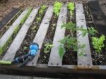The DIY project called a mini-greens garden filled with little seedlings.