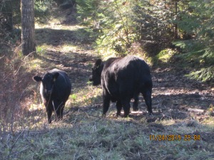 The four cows that were missing from the herd are walked back through the woods, down a logging road and down to the pasture at the bottom of the hill where the rest of the herd was grazing.