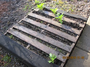 A few garden greens survivied the winter in the mini greens garden made from a wood pallet.