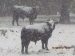 Snow on Angus bulls.