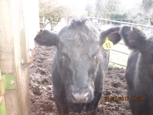 A close up view of a Black Angus heifer.