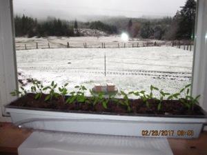 Seedling tomatoes on the window ledge with snow outside.
