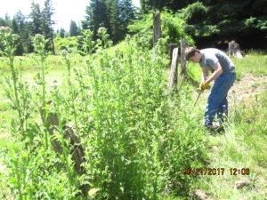 A fencerow of Canadian Thistles being cut down by hand.