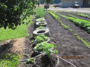 Row of tires used to grow potatoes and tomatoes.