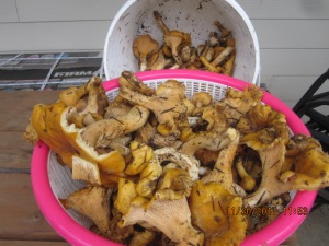 Loads of chanterelle mushrooms that were harvested.