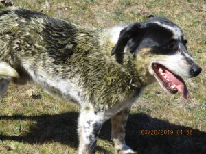 Dog covered in manure.