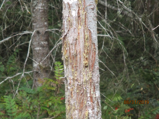 A fir tree scratched by the antlers of an elk