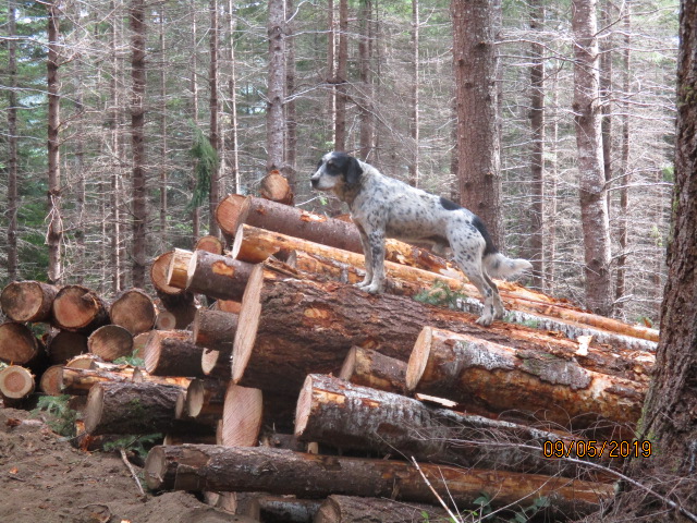 black and white dog on top of a log deck in the forest