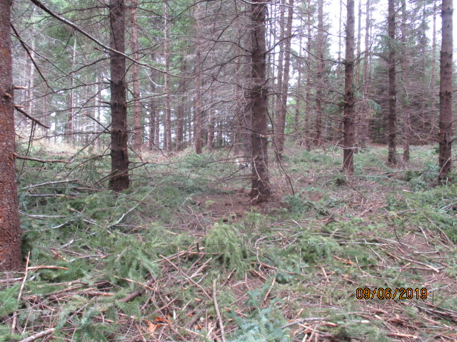 Thinned area of the woods